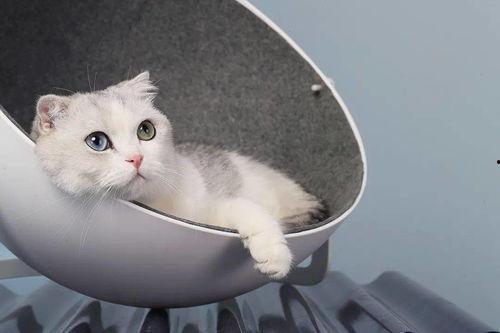 娱乐吃瓜酱改造猫窝,萌宠新居,趣味升级! 第3张 娱乐吃瓜酱改造猫窝,萌宠新居,趣味升级! 第3张