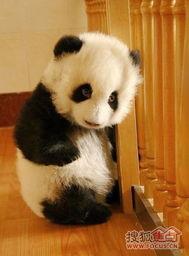 娱乐吃瓜酱熊猫生气 第3张 娱乐吃瓜酱熊猫生气 第3张